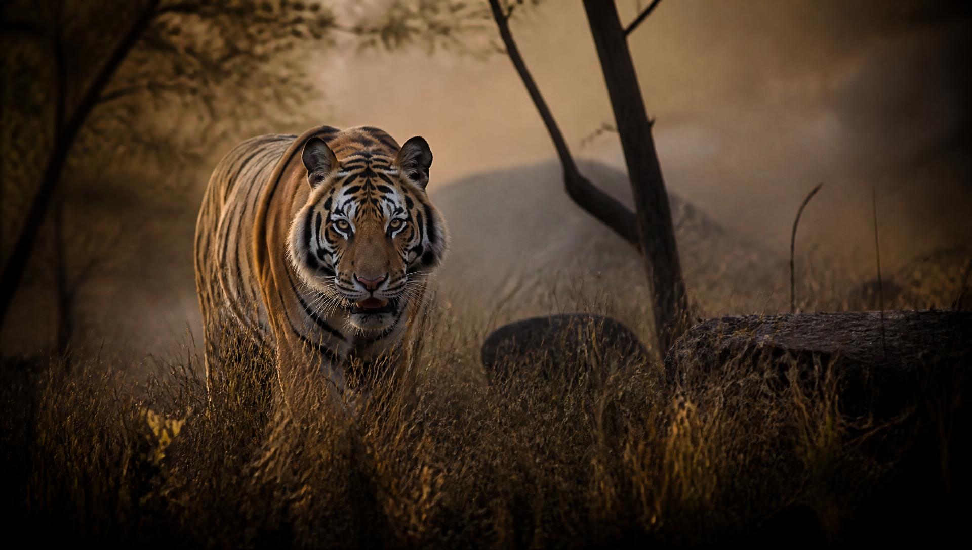 A Bengal tiger walking through golden grass at dawn in Ranthambore